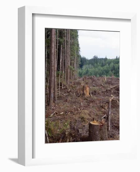 Clearcut in Olympic National Forest-James Randklev-Framed Photographic Print