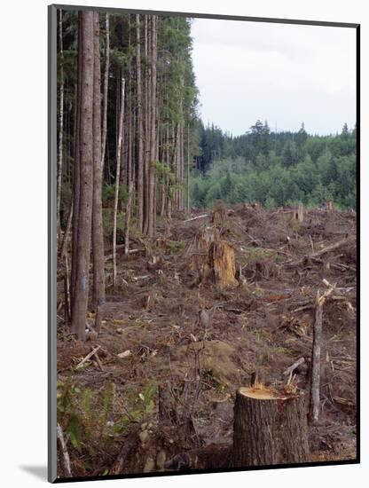 Clearcut in Olympic National Forest-James Randklev-Mounted Photographic Print