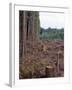 Clearcut in Olympic National Forest-James Randklev-Framed Photographic Print