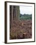 Clearcut in Olympic National Forest-James Randklev-Framed Photographic Print