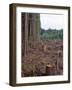 Clearcut in Olympic National Forest-James Randklev-Framed Photographic Print