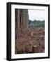 Clearcut in Olympic National Forest-James Randklev-Framed Photographic Print