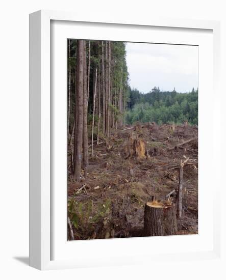 Clearcut in Olympic National Forest-James Randklev-Framed Photographic Print