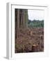 Clearcut in Olympic National Forest-James Randklev-Framed Photographic Print