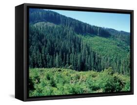 Clearcuts in Spruce-Fir Forest, Siskiyou National Forest, Siskiyou Mountains, Oregon, USA-Jerry & Marcy Monkman-Framed Stretched Canvas