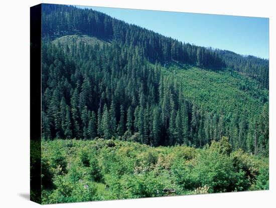 Clearcuts in Spruce-Fir Forest, Siskiyou National Forest, Siskiyou Mountains, Oregon, USA-Jerry & Marcy Monkman-Stretched Canvas