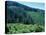 Clearcuts in Spruce-Fir Forest, Siskiyou National Forest, Siskiyou Mountains, Oregon, USA-Jerry & Marcy Monkman-Stretched Canvas