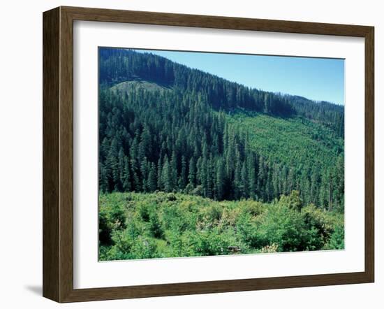 Clearcuts in Spruce-Fir Forest, Siskiyou National Forest, Siskiyou Mountains, Oregon, USA-Jerry & Marcy Monkman-Framed Photographic Print