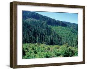 Clearcuts in Spruce-Fir Forest, Siskiyou National Forest, Siskiyou Mountains, Oregon, USA-Jerry & Marcy Monkman-Framed Photographic Print