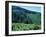 Clearcuts in Spruce-Fir Forest, Siskiyou National Forest, Siskiyou Mountains, Oregon, USA-Jerry & Marcy Monkman-Framed Photographic Print