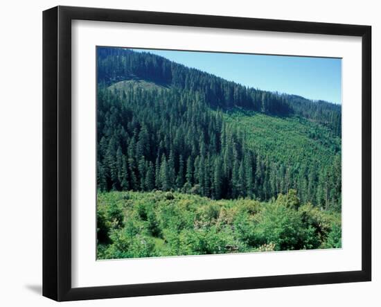 Clearcuts in Spruce-Fir Forest, Siskiyou National Forest, Siskiyou Mountains, Oregon, USA-Jerry & Marcy Monkman-Framed Photographic Print