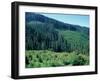 Clearcuts in Spruce-Fir Forest, Siskiyou National Forest, Siskiyou Mountains, Oregon, USA-Jerry & Marcy Monkman-Framed Photographic Print