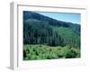 Clearcuts in Spruce-Fir Forest, Siskiyou National Forest, Siskiyou Mountains, Oregon, USA-Jerry & Marcy Monkman-Framed Photographic Print