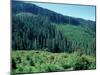 Clearcuts in Spruce-Fir Forest, Siskiyou National Forest, Siskiyou Mountains, Oregon, USA-Jerry & Marcy Monkman-Mounted Photographic Print