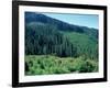 Clearcuts in Spruce-Fir Forest, Siskiyou National Forest, Siskiyou Mountains, Oregon, USA-Jerry & Marcy Monkman-Framed Photographic Print