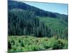 Clearcuts in Spruce-Fir Forest, Siskiyou National Forest, Siskiyou Mountains, Oregon, USA-Jerry & Marcy Monkman-Mounted Photographic Print