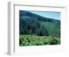 Clearcuts in Spruce-Fir Forest, Siskiyou National Forest, Siskiyou Mountains, Oregon, USA-Jerry & Marcy Monkman-Framed Photographic Print