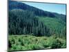 Clearcuts in Spruce-Fir Forest, Siskiyou National Forest, Siskiyou Mountains, Oregon, USA-Jerry & Marcy Monkman-Mounted Photographic Print
