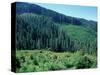 Clearcuts in Spruce-Fir Forest, Siskiyou National Forest, Siskiyou Mountains, Oregon, USA-Jerry & Marcy Monkman-Stretched Canvas