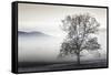 Clearing Fog-Danita Delimont-Framed Stretched Canvas