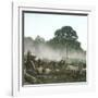 Clearing of a Forest on the Island of Java (Indonesia), around 1900-Leon, Levy et Fils-Framed Photographic Print