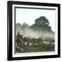 Clearing of a Forest on the Island of Java (Indonesia), around 1900-Leon, Levy et Fils-Framed Photographic Print