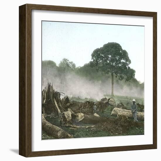 Clearing of a Forest on the Island of Java (Indonesia), around 1900-Leon, Levy et Fils-Framed Photographic Print