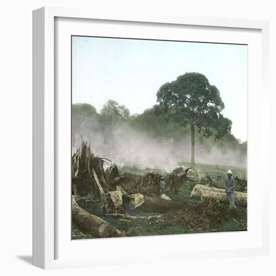 Clearing of a Forest on the Island of Java (Indonesia), around 1900-Leon, Levy et Fils-Framed Photographic Print