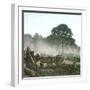 Clearing of a Forest on the Island of Java (Indonesia), around 1900-Leon, Levy et Fils-Framed Photographic Print