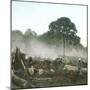 Clearing of a Forest on the Island of Java (Indonesia), around 1900-Leon, Levy et Fils-Mounted Photographic Print