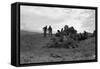 Clearing the Forest-Dorothea Lange-Framed Stretched Canvas