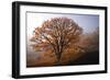 Clearing-David Winston-Framed Art Print