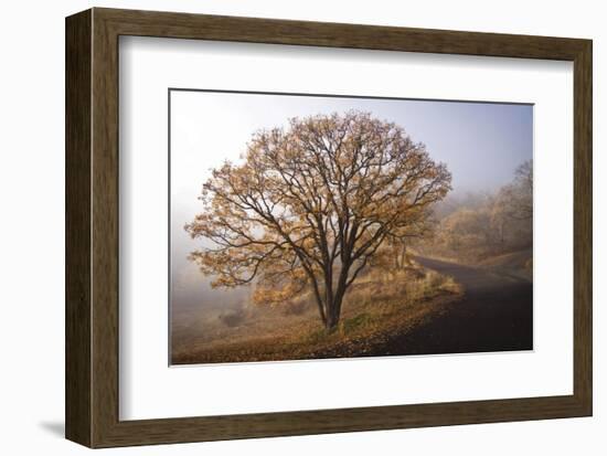 Clearing-David Lorenz Winston-Framed Art Print