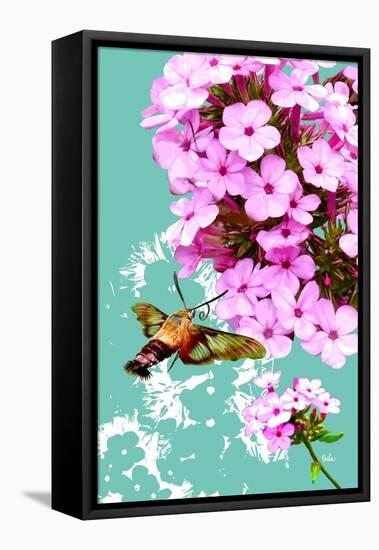 Clearwing On Flox-Evelia Designs-Framed Stretched Canvas