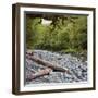 Cleddau River, Trunk, Fiordland National Park, Southland, South Island, New Zealand-Rainer Mirau-Framed Photographic Print