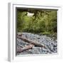 Cleddau River, Trunk, Fiordland National Park, Southland, South Island, New Zealand-Rainer Mirau-Framed Photographic Print