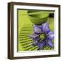 Clematile et Eventail-Catherine Beyler-Framed Art Print