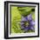 Clematile et Eventail-Catherine Beyler-Framed Art Print