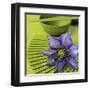 Clematile et Eventail-Catherine Beyler-Framed Art Print