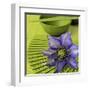 Clematile et Eventail-Catherine Beyler-Framed Art Print