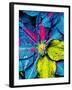 Clematis Abstract-Heidi Bannon-Framed Photo