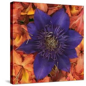 Clematis and Azeleas-null-Stretched Canvas