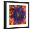 Clematis and Azeleas-null-Framed Art Print