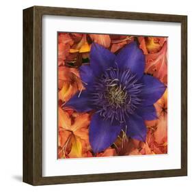 Clematis and Azeleas-null-Framed Art Print