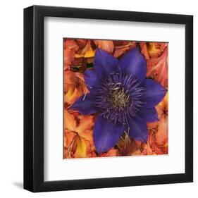 Clematis and Azeleas-null-Framed Art Print