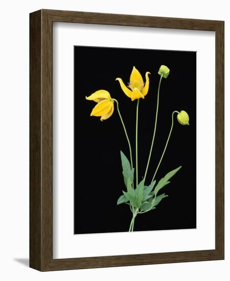 Clematis 'Bill McKenzie' Flowers in Bloom-Clay Perry-Framed Photographic Print