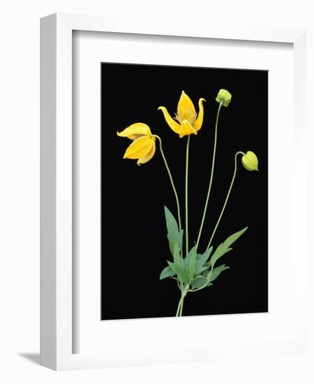 Clematis 'Bill McKenzie' Flowers in Bloom-Clay Perry-Framed Photographic Print