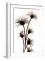 Clematis Buds, 2010-Julia McLemore-Framed Photographic Print