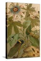 Clematis, Cicada and Beetles, 1894-Science Source-Stretched Canvas
