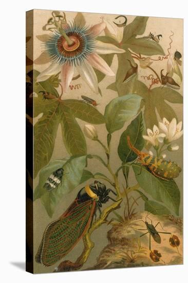 Clematis, Cicada and Beetles, 1894-Science Source-Stretched Canvas